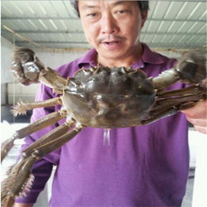 內(nèi)陸水產(chǎn)養(yǎng)殖新篇章 徐州市蝦兵蟹將養(yǎng)殖技術(shù)服務(wù)與市場(chǎng)開拓
