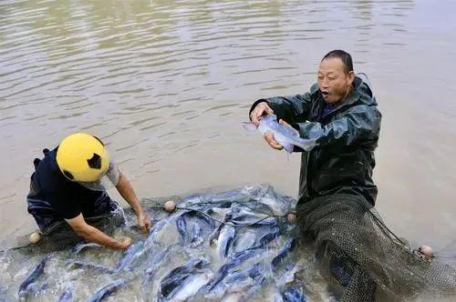 內(nèi)陸水產(chǎn)養(yǎng)殖 警惕這10個(gè)防病誤區(qū)，守護(hù)您的養(yǎng)殖收益